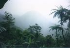 Pitons in the mist