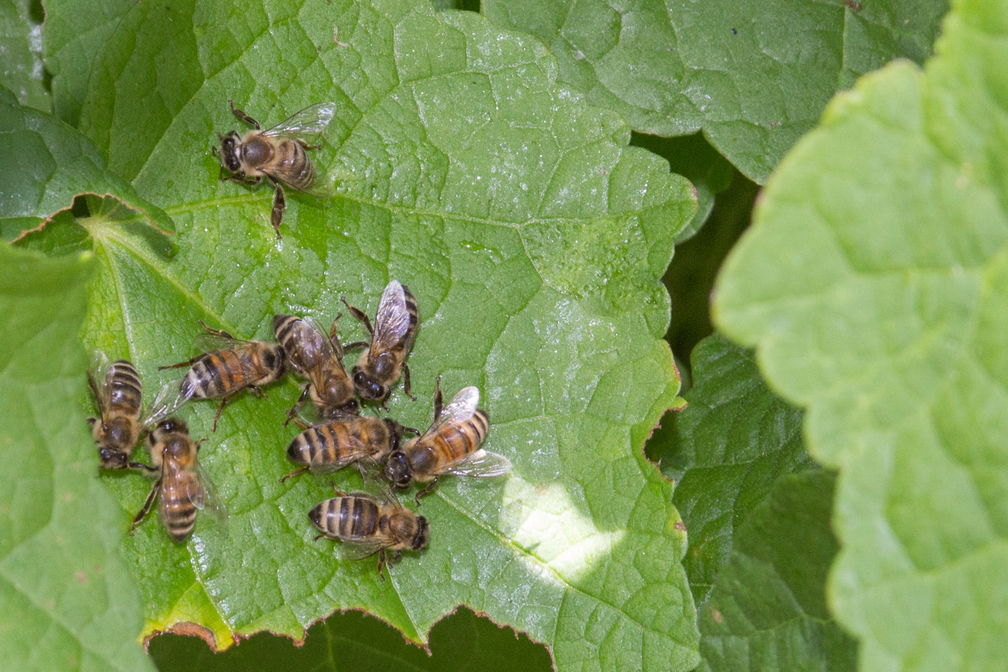 Bees-IMG_8465.jpg