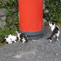 20090726 Ireland - Inismor cats