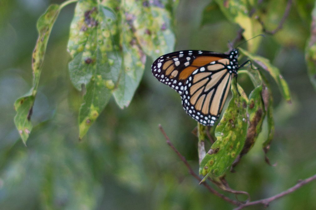 MonarchButterflies-0116.jpg