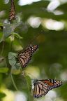 MonarchButterflies-0136