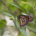 MonarchButterflies-0140.jpg