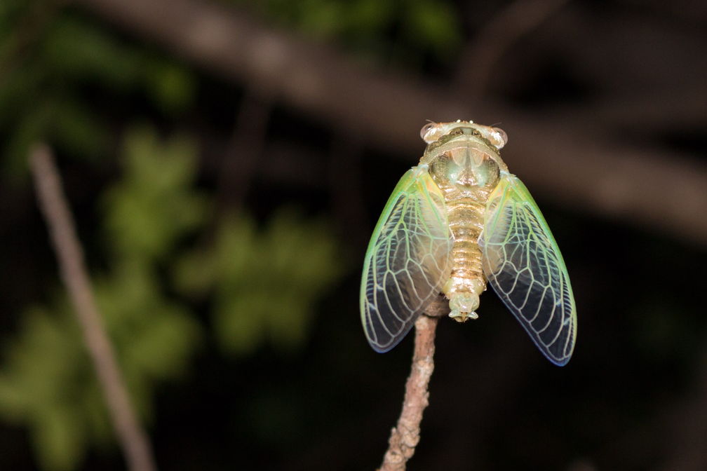 Cicada-7500.jpg