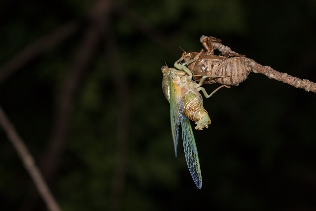 Cicada-7509
