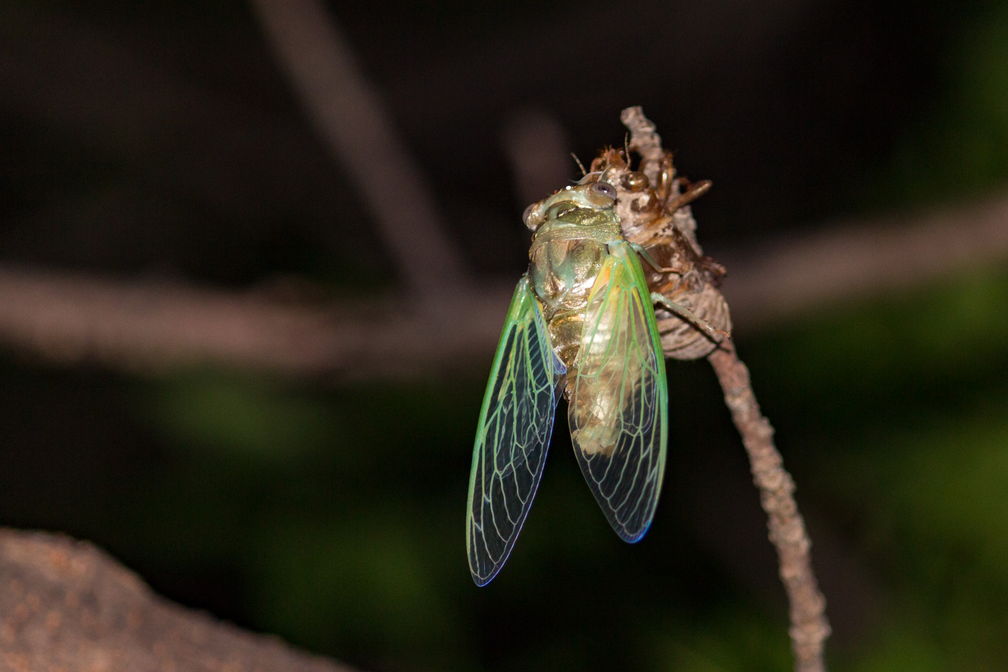 Cicada-7512.jpg