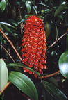 1977 Hawaii 019 cone of red flowers