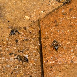 Bees 2014-08-09