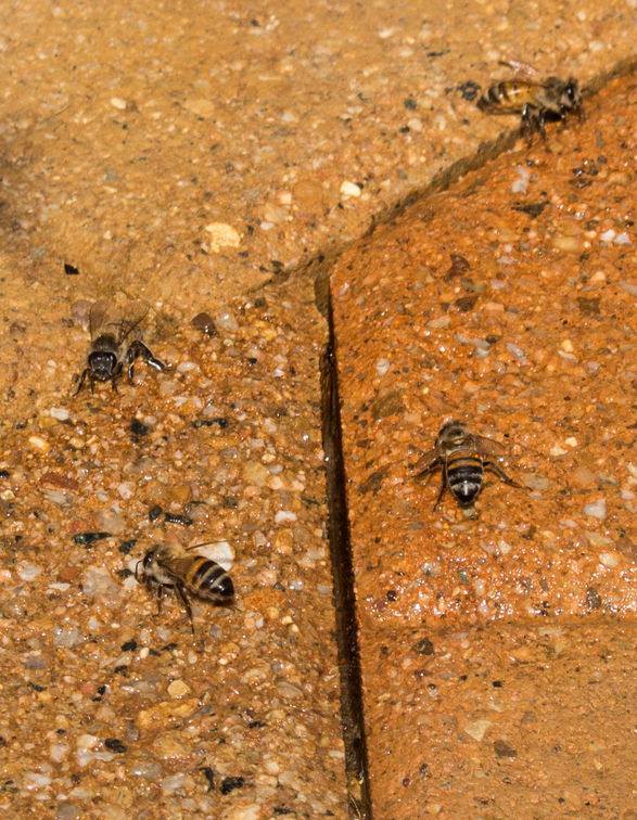 Bees-IMG_8427.jpg