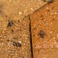 Bees-IMG 8427
