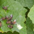 Bees-IMG_8465.jpg