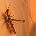 Grasshopper-IMG_8286.jpg
