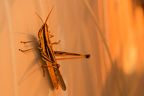 Grasshopper-IMG 8286