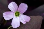 Shamrock Flower-IMG 8303