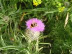 20090729 Ireland - Dingle Harbor thistle bee