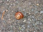 20090720 Ireland - snail