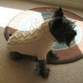 Chip in Biscuits and Bones Sweater 02.JPG