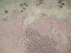 256-Isaac Bay Pink Sand-1594