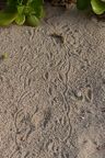 301-Sand Tracks-0930