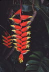 1977 Hawaii 018 parrot flower