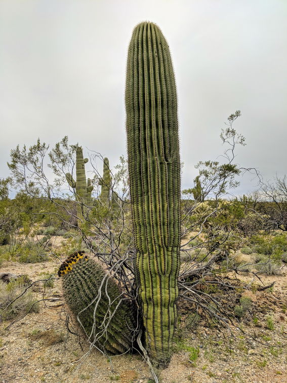 033-Saguaro National Park East-20190321 Saguaro NP (18)