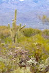 036-Saguaro National Park East-IMG 9209