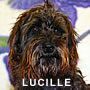 Lucille.jpg