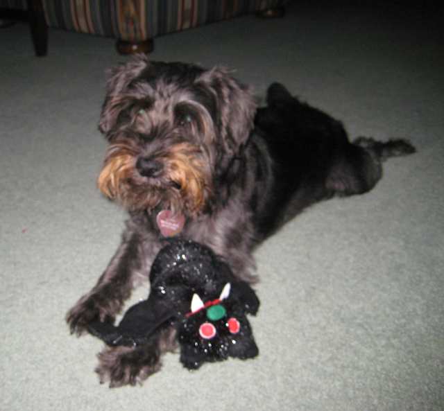 Sophie with new bat toy Oct 2007.jpg